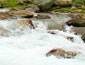 A himalayan river gushing through the valley, Sonamarg, India