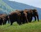 A family of elephants, Thekkady, India