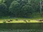 Deer at the banks of Periyar lake, Thekkady, India